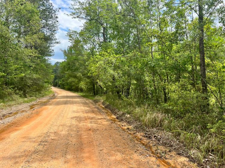 17 Acres in Wayne County, MS in the Heart of the Desoto National Forest