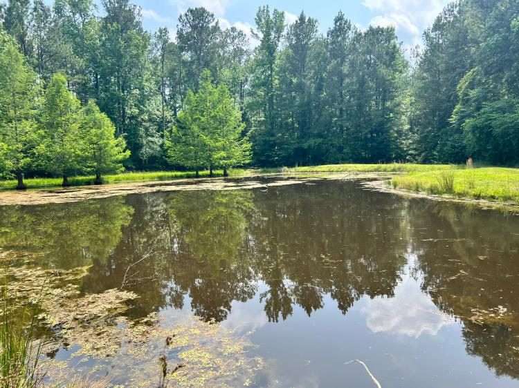 34 Acres with a Cabin in Jasper County, MS