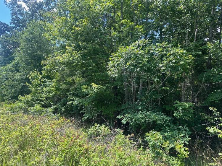 1.37+/-acres Wooded Lot Near Chattanooga