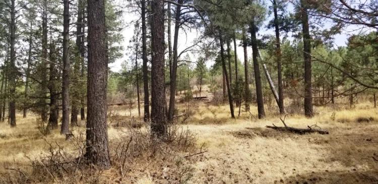 Big Trees on this spacious 1/2 acre lot. South of Cloudcroft in Timberon