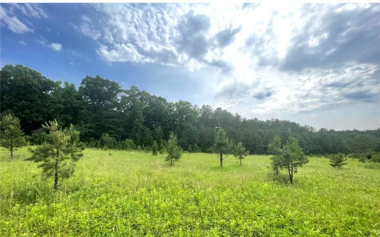 33.47 Acres in Winston County in Louisville, MS 