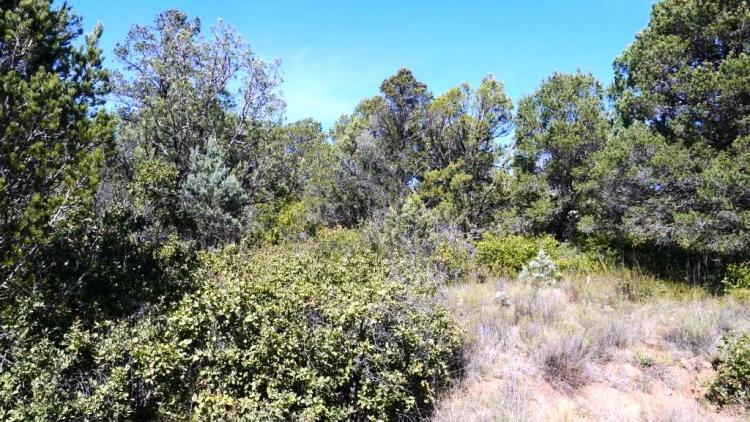 Trees and Southerly Views  * Lincoln National Forest area * Power at property line