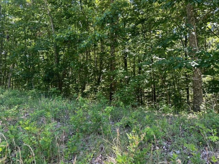 3.34+/-acres Wooded Lot