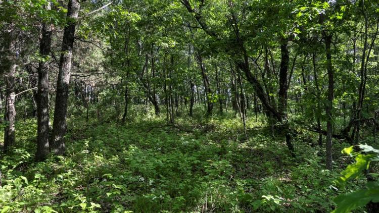 Located in Western Jackson County, WI this 23.55 acres