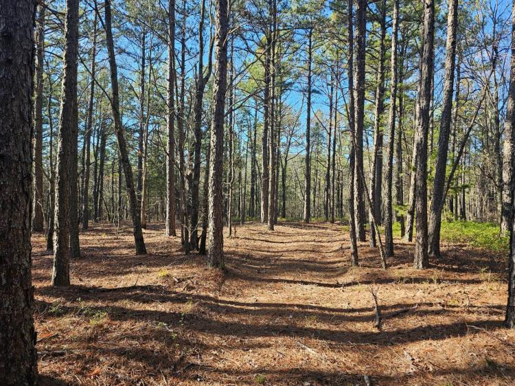 20.00 Acres at 20 Acres Forestry Road